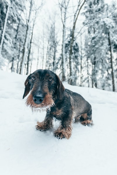 雪上的短毛黑狗